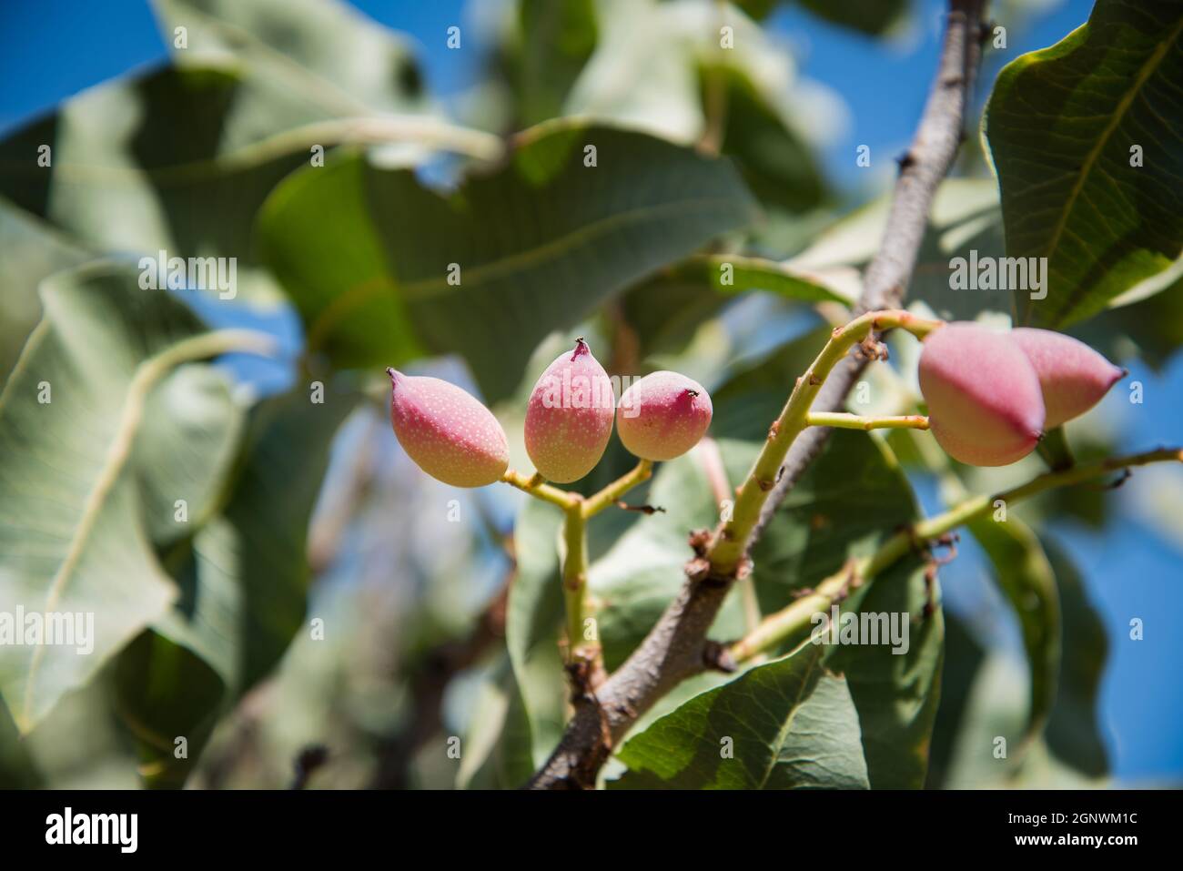 Pistachio Shell Tree Pistachio nut tree hi-res stock photography and images - Alamy