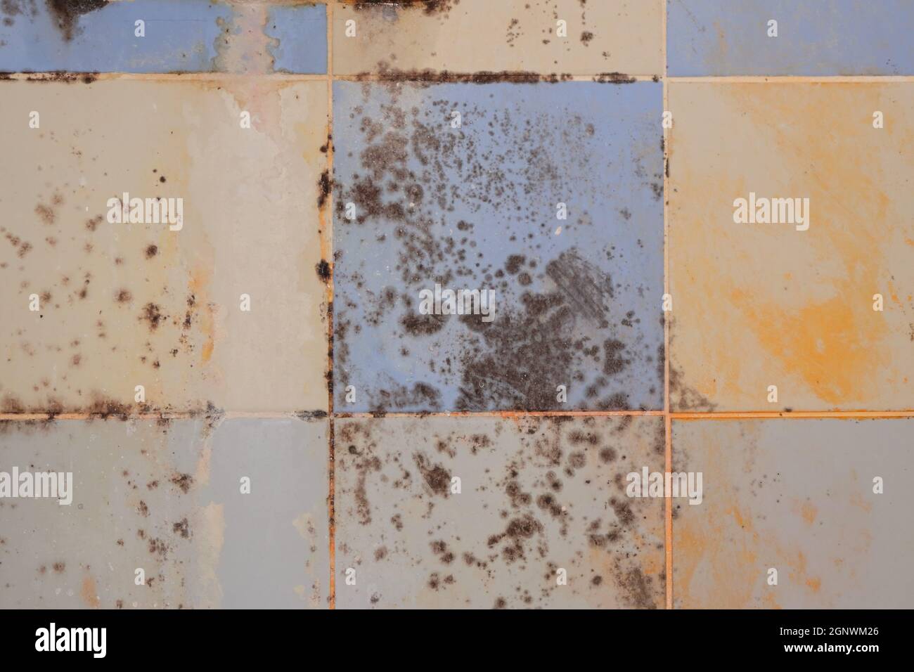 Closeup mold grows and covers surface of tiled wall in bathroom Stock Photo