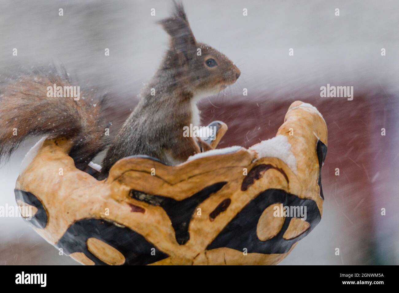 red squirrel, squirrel, sciurus vulgaris, eurasian red squirrel, sciuridae, Stock Photo
