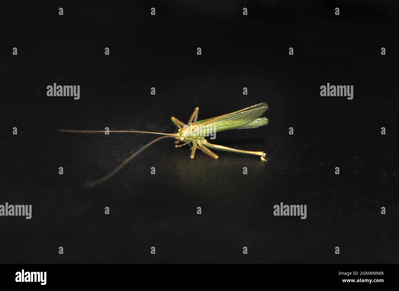 Caryanda hi-res stock photography and images - Alamy