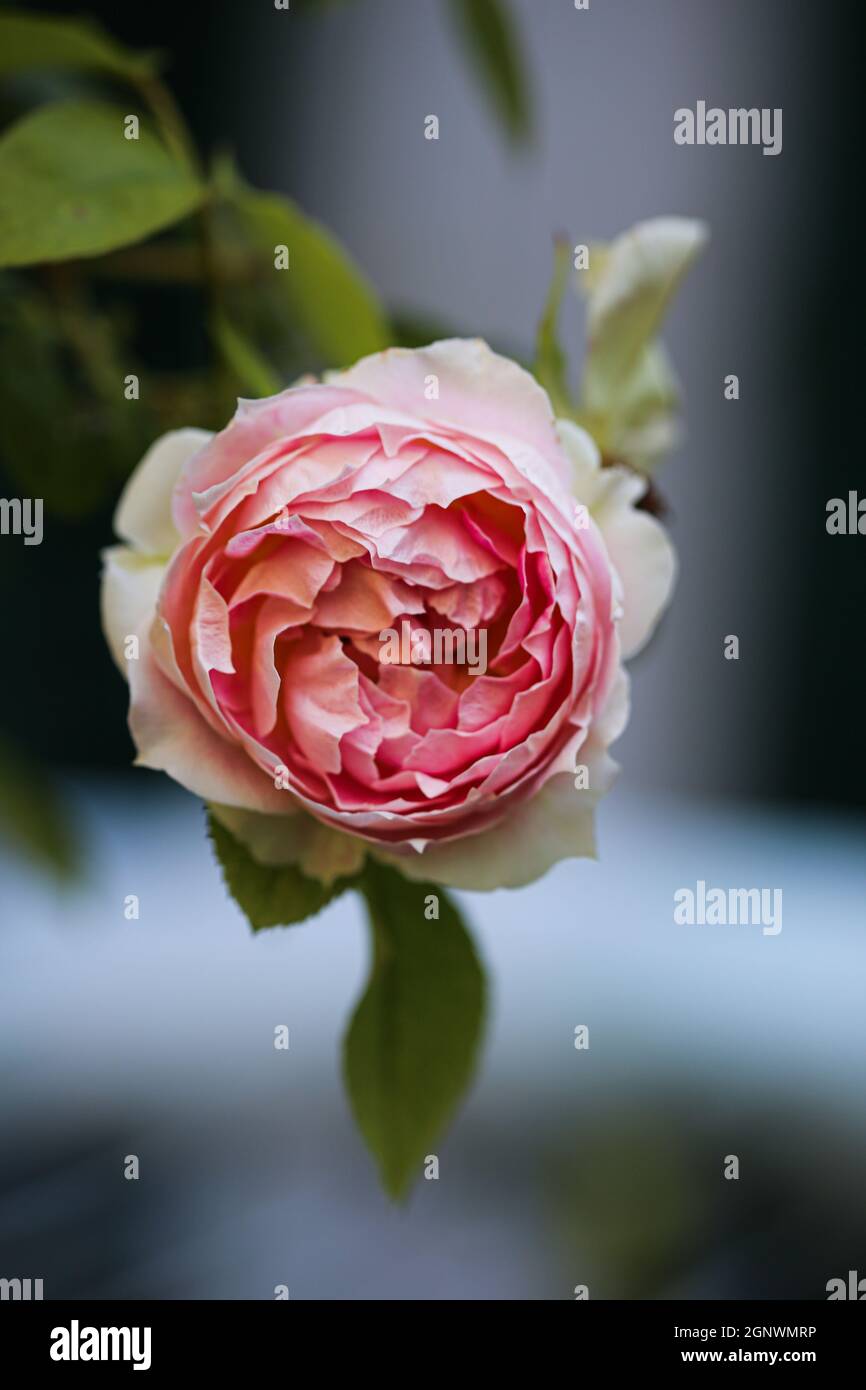 Beautiful pink rose Stock Photo