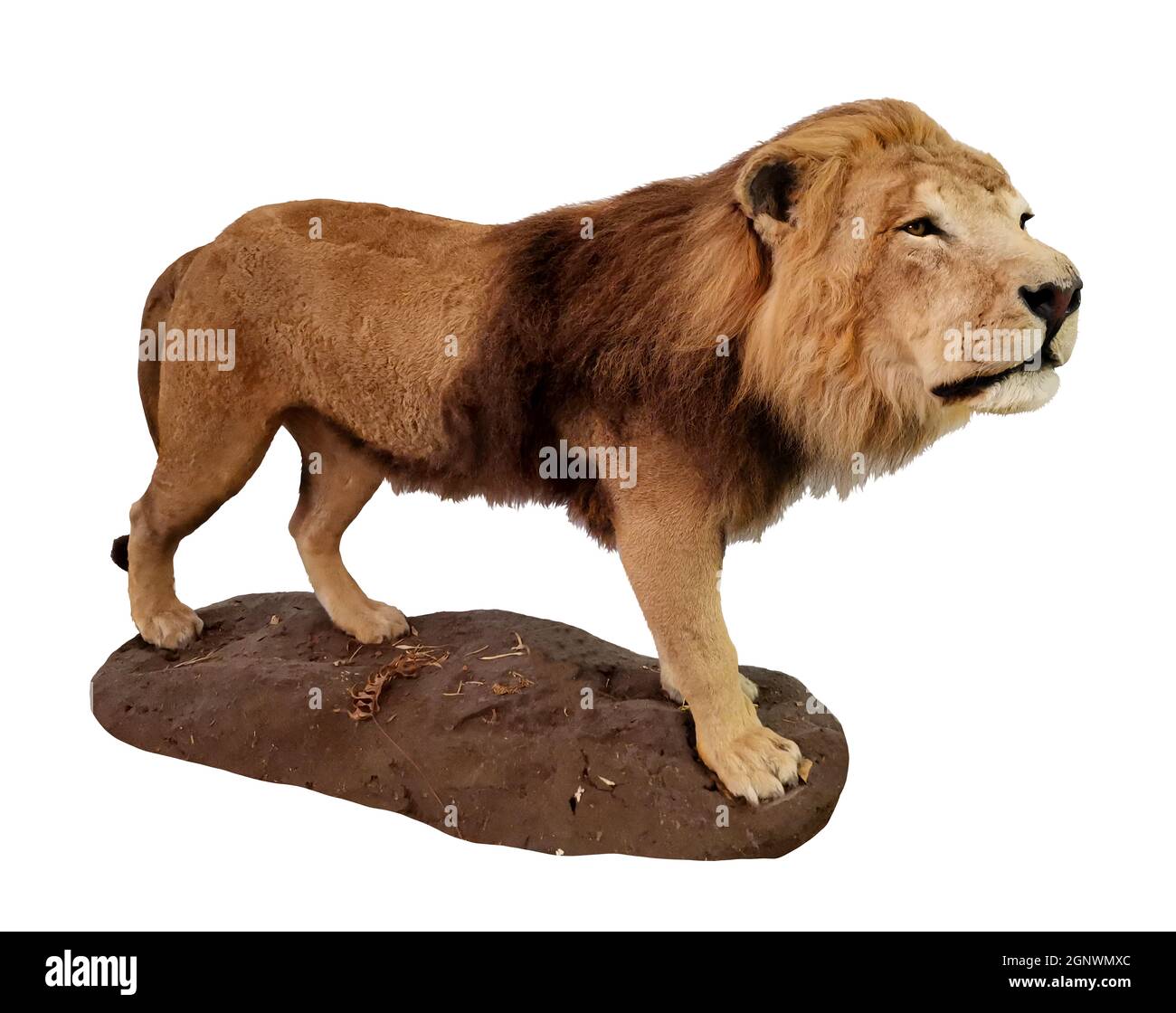 Rare Asiatic lion. Indian lion isolated photo. Big dangerous cat on the hunt. Stock Photo