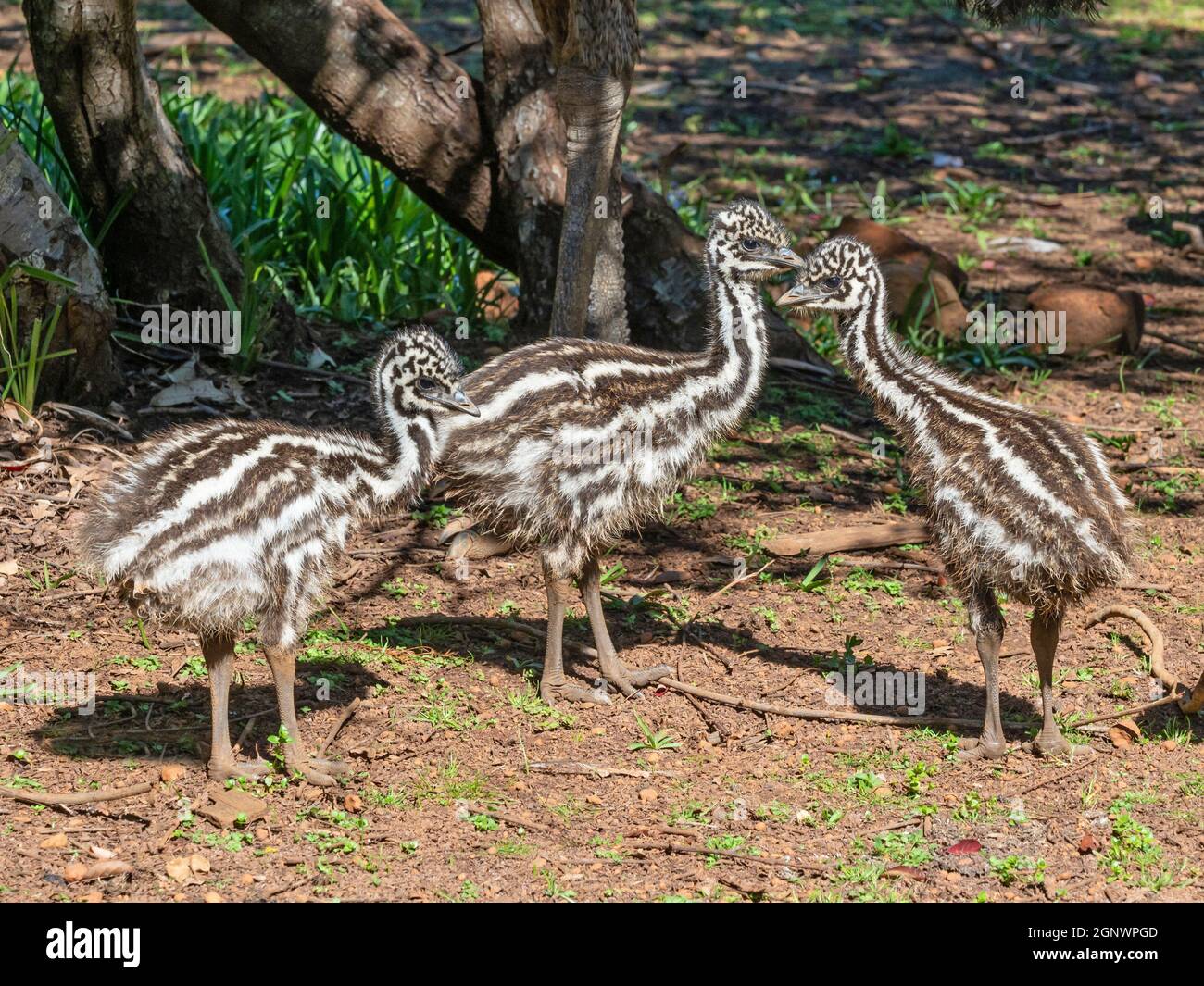 Three young emu chicks foraging for food. They are endemic to Australia where they are the largest native bird. Stock Photo