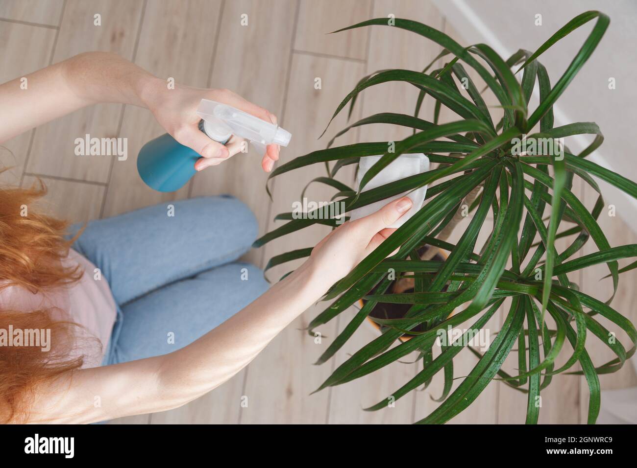 woman sprays leaves of dracaena with water and wipes them. Concept of