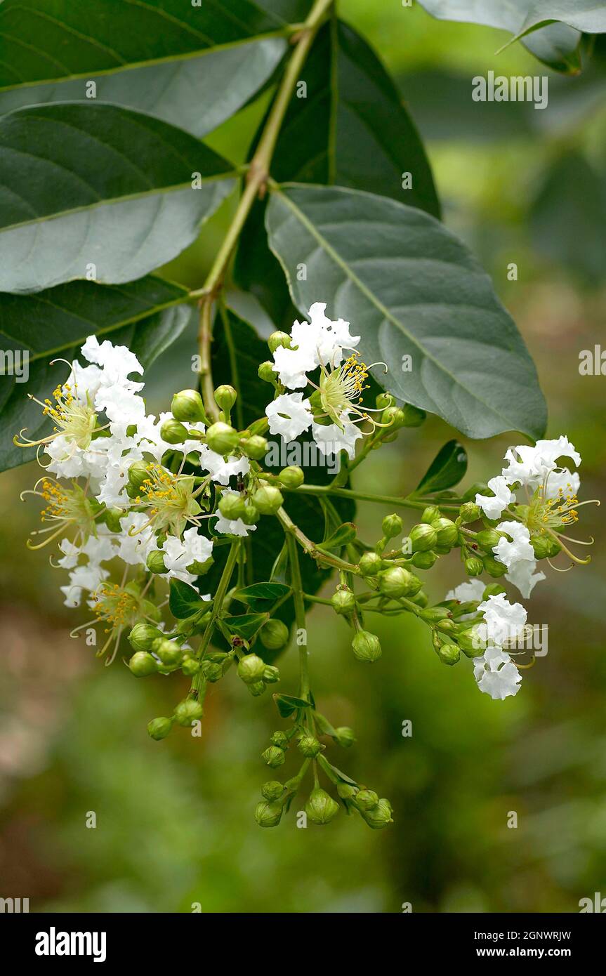 White crepe myrtle flowers,Acoma