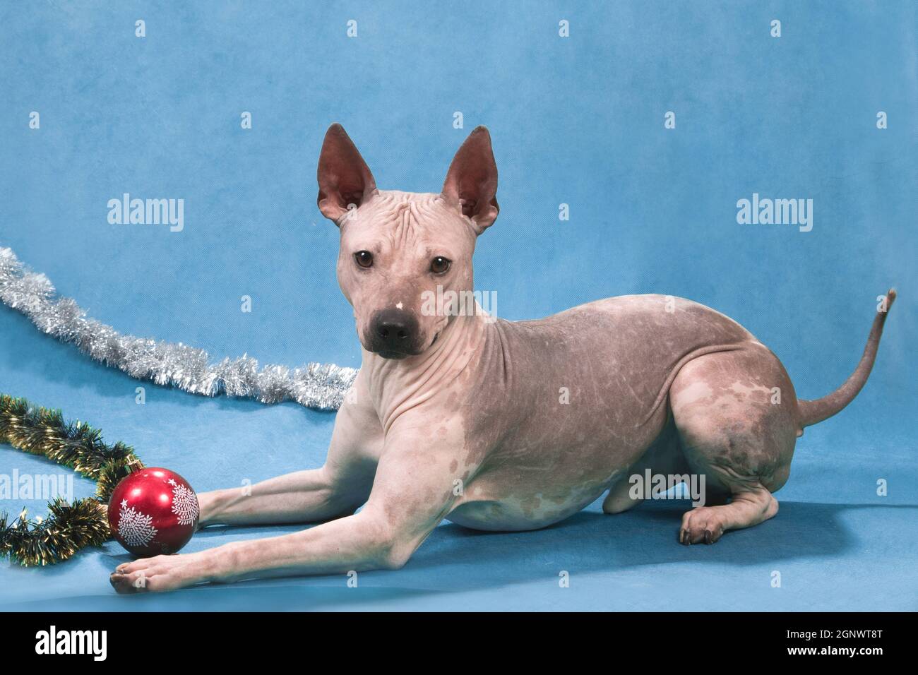 American hairless terrier lies on a blue background with a Christmas ball and tinsel Stock Photo