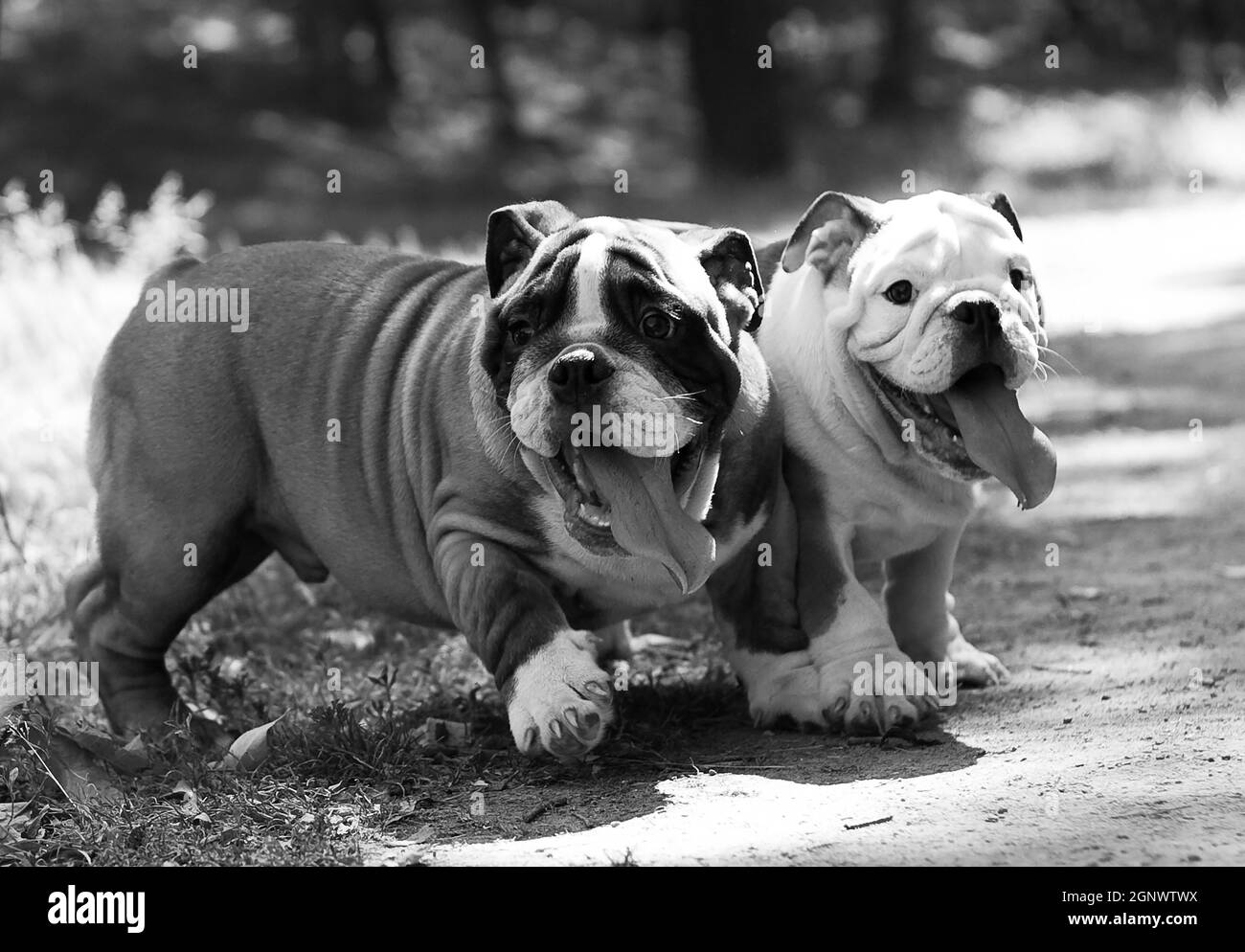 Two puppy breed English bulldog with dried tongues fun to run and play Stock Photo