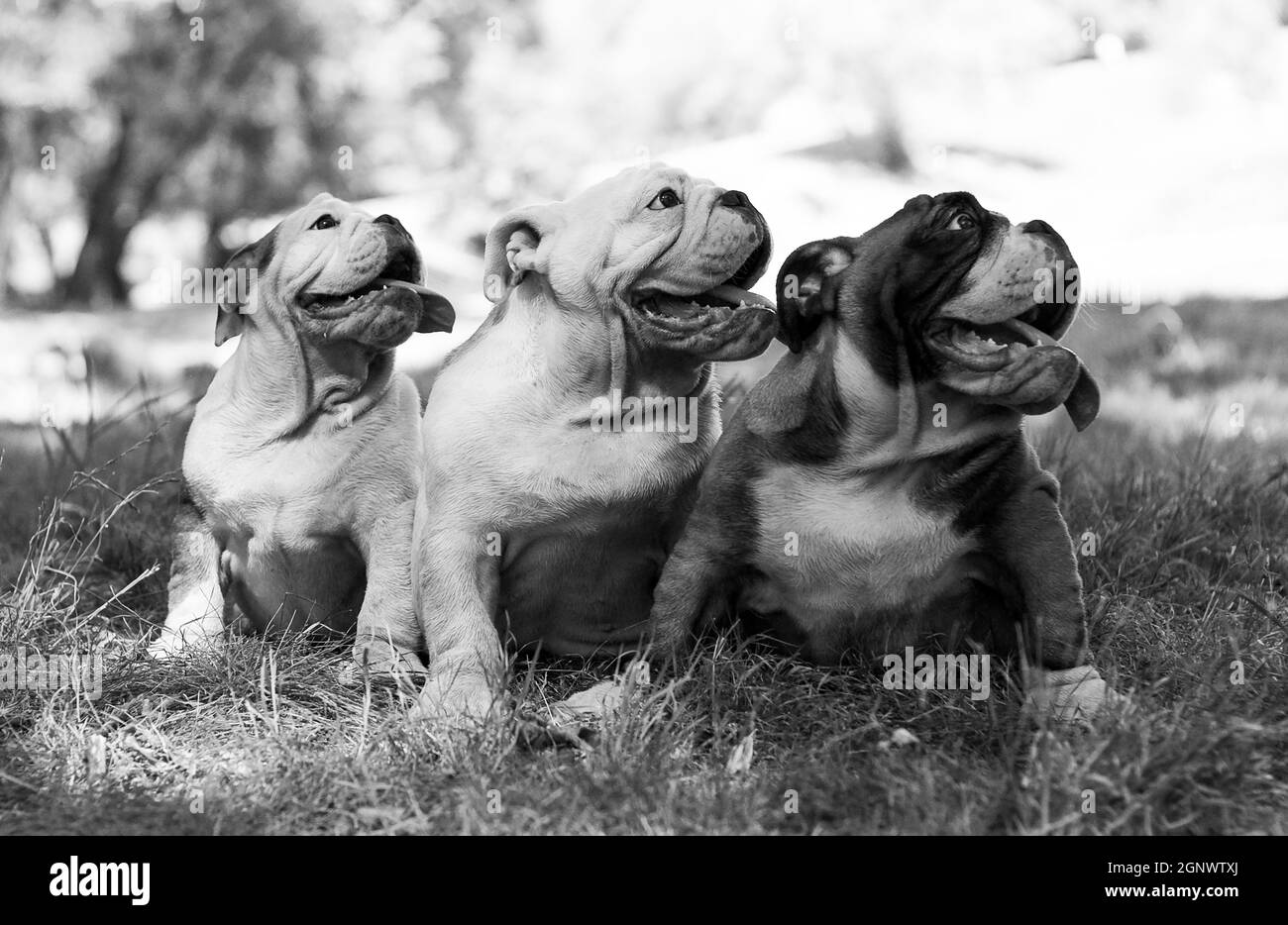Three puppy breed English bulldog sit and look one way Stock Photo