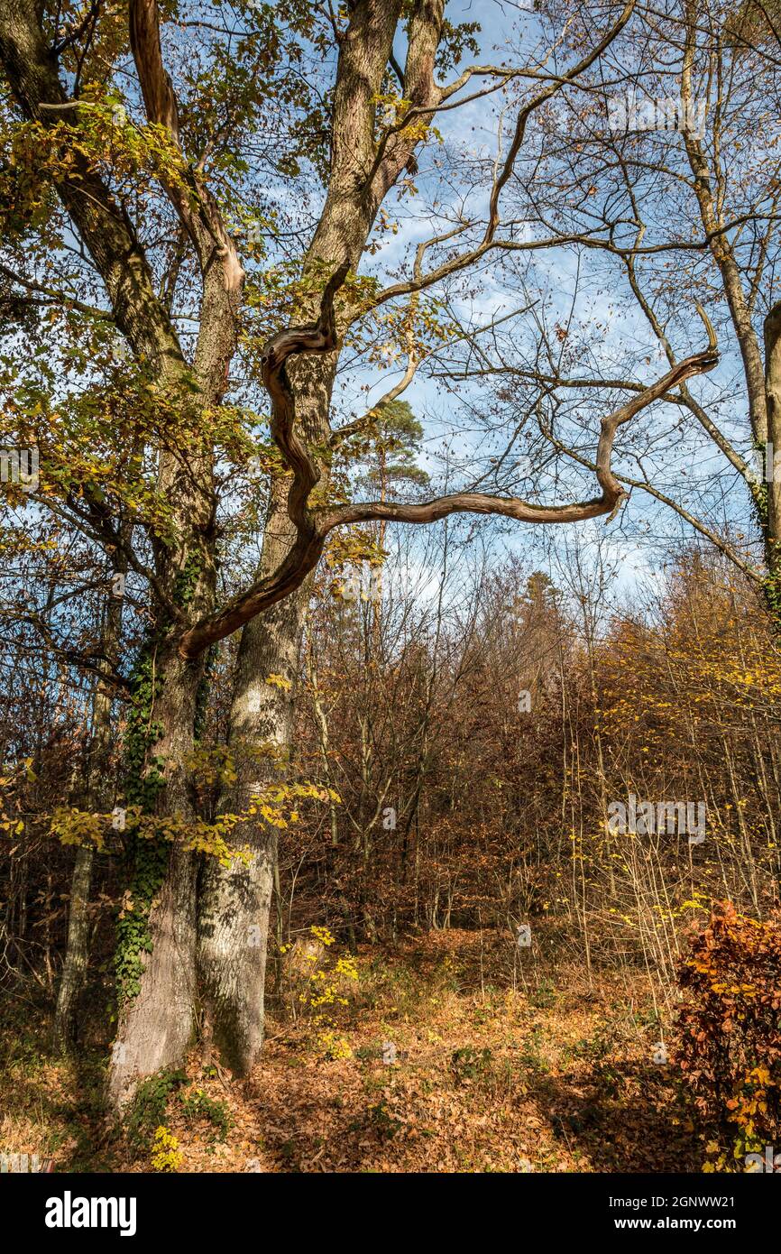 Big old oak tree in the middle of the forest Stock Photo - Alamy