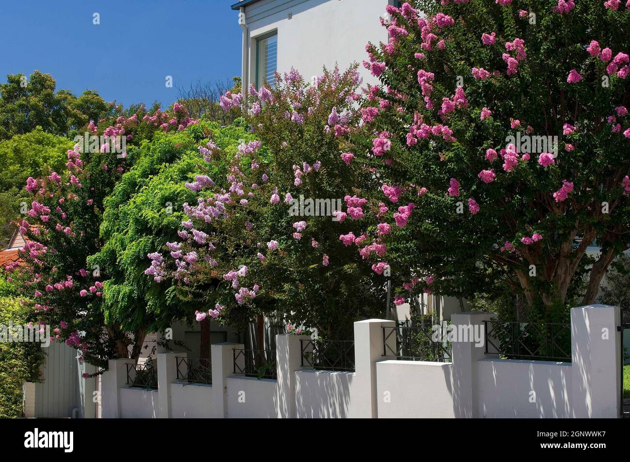Mixed crepe myrtle bushes,Lagerstroemia indica, CreditChris L Jones
