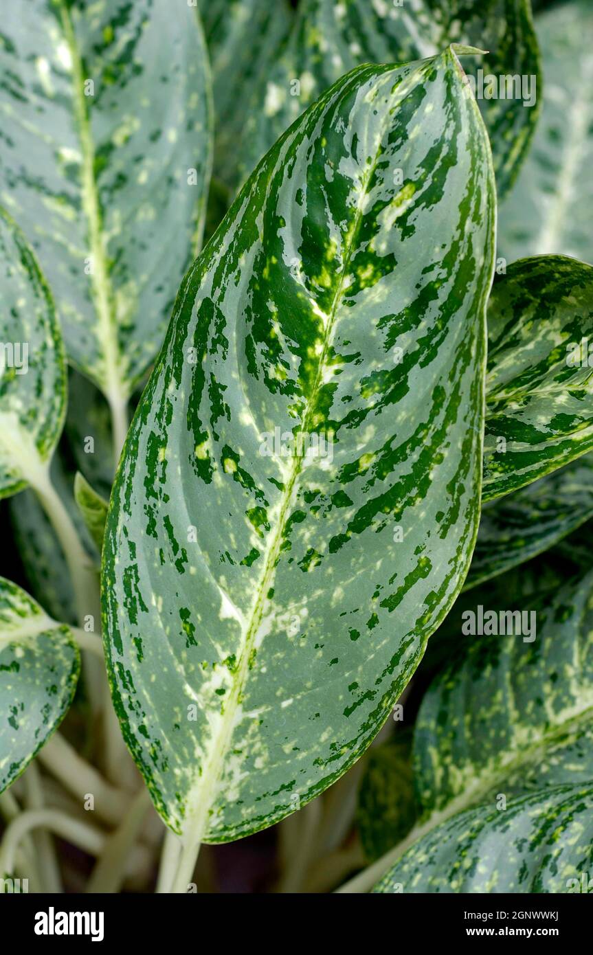 dracaena cane marginata Dracaena Marginata Sun Ray main image 0
