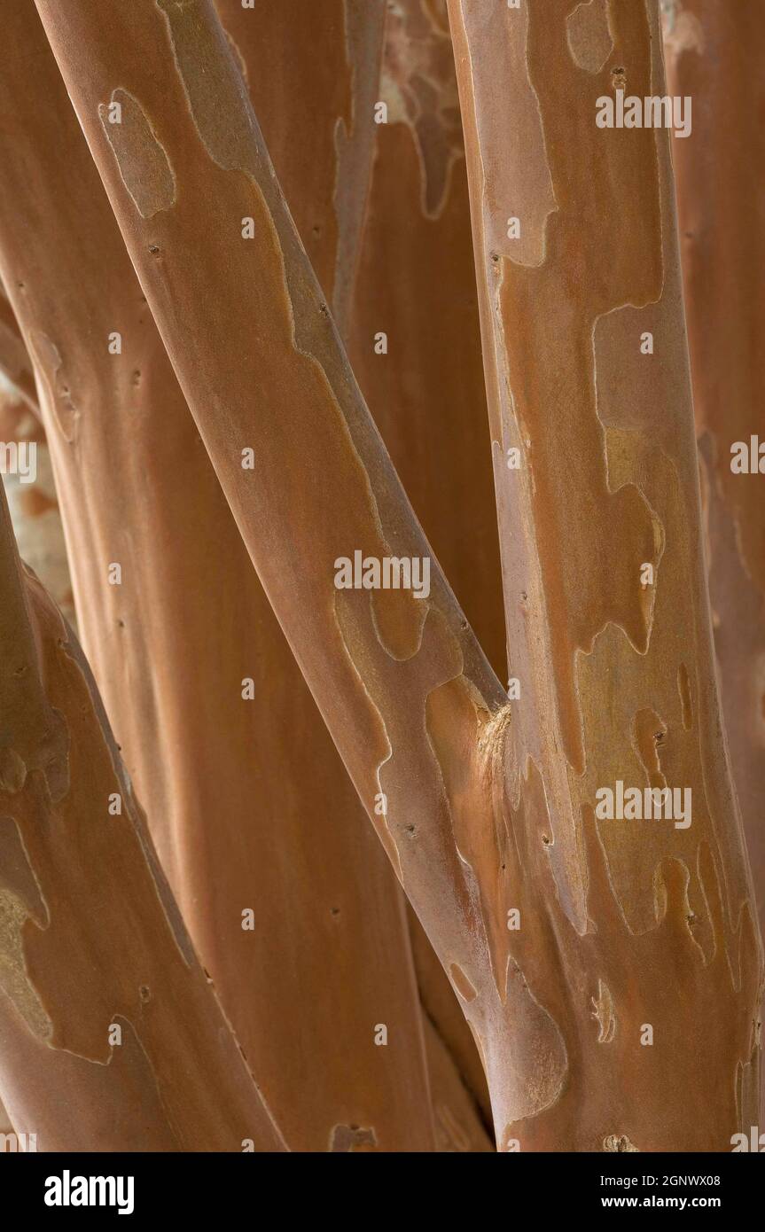 Crepe Myrtle 'Apalachee' bark and trunk detail, Credit:Chris L Jones / Avalon Stock Photo