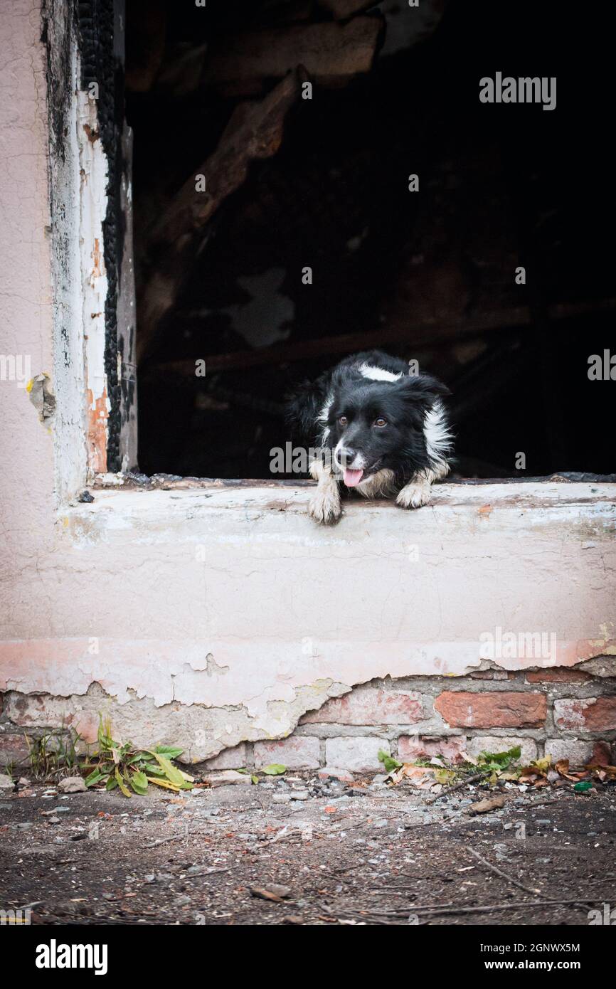 Border Collie Breed Rescue Dog Jumps Out Of The Window Of A Burnt Building Stock Photo Alamy