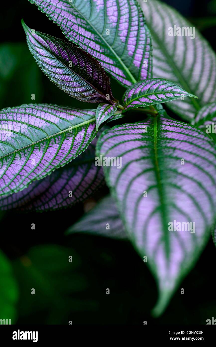 Strobilanthes dyeriana, Purple Shield, plant , botanic, garden, purple, Credit:Chris L Jones / Avalon Stock Photo
