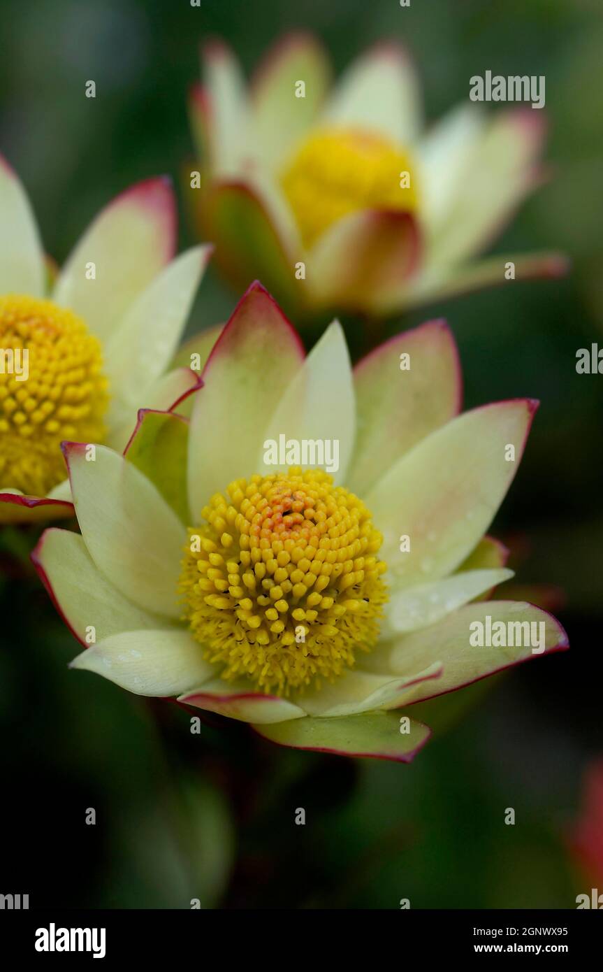 Leucodendron tinctum, Mt Tomah Botanic Garden Blue Mountains, Australia, Credit:Chris L Jones / Avalon Stock Photo