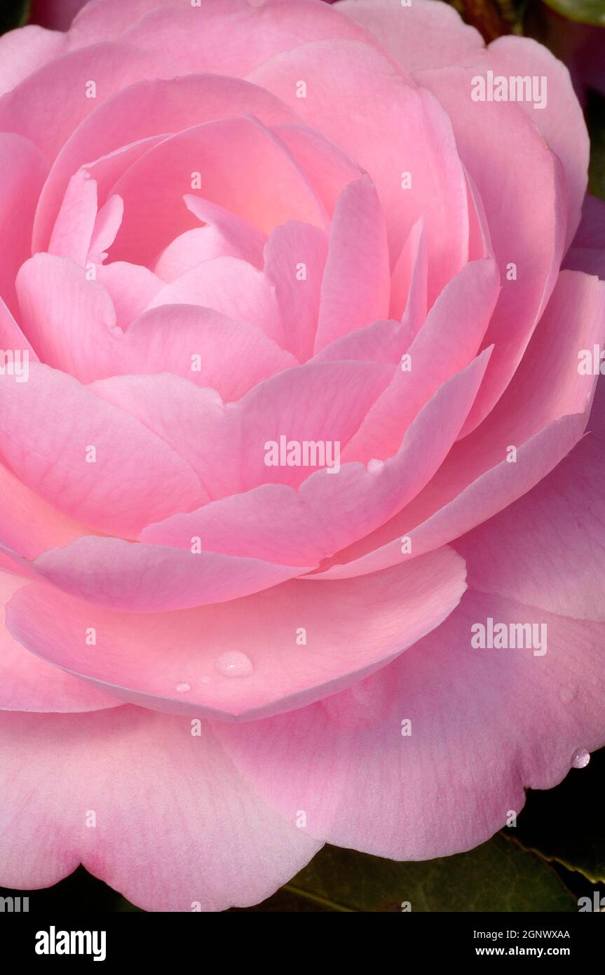 Camellia japonica l camellia hi-res stock photography and images - Alamy