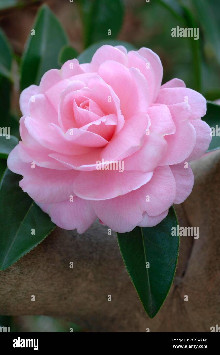 Camellia japonica l camellia hi-res stock photography and images - Alamy