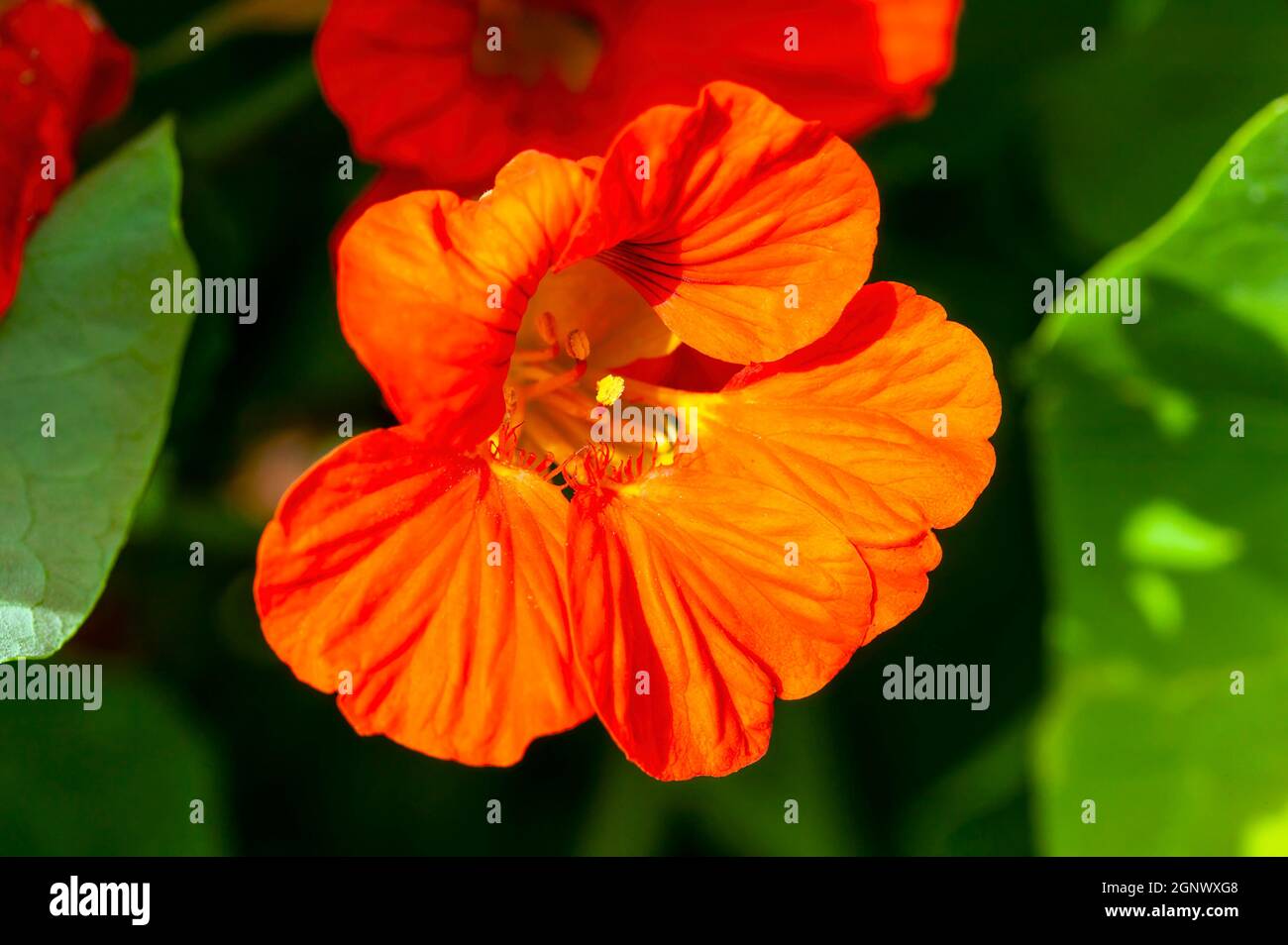 Tropaeolum minus (nasturtium) an orange spring summer flower plant during its springtime flowering season, stock photo image Stock Photo