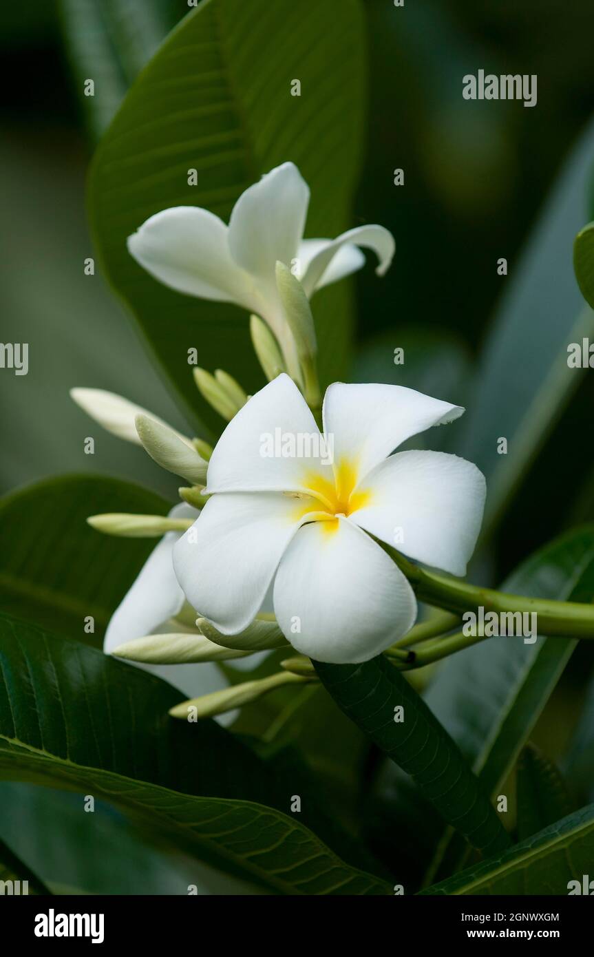 Plumeria obtusa Singapore white frangipani flowers, Queensland, Credit