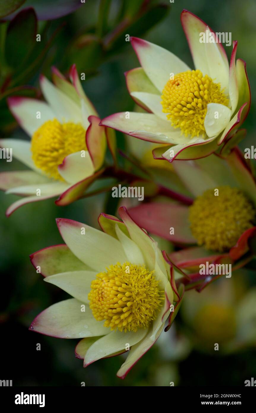 Leucadendron tinctum, Mt Tomah Botanic Garden Blue Mountains, Australia, Credit:Chris L Jones / Avalon Stock Photo