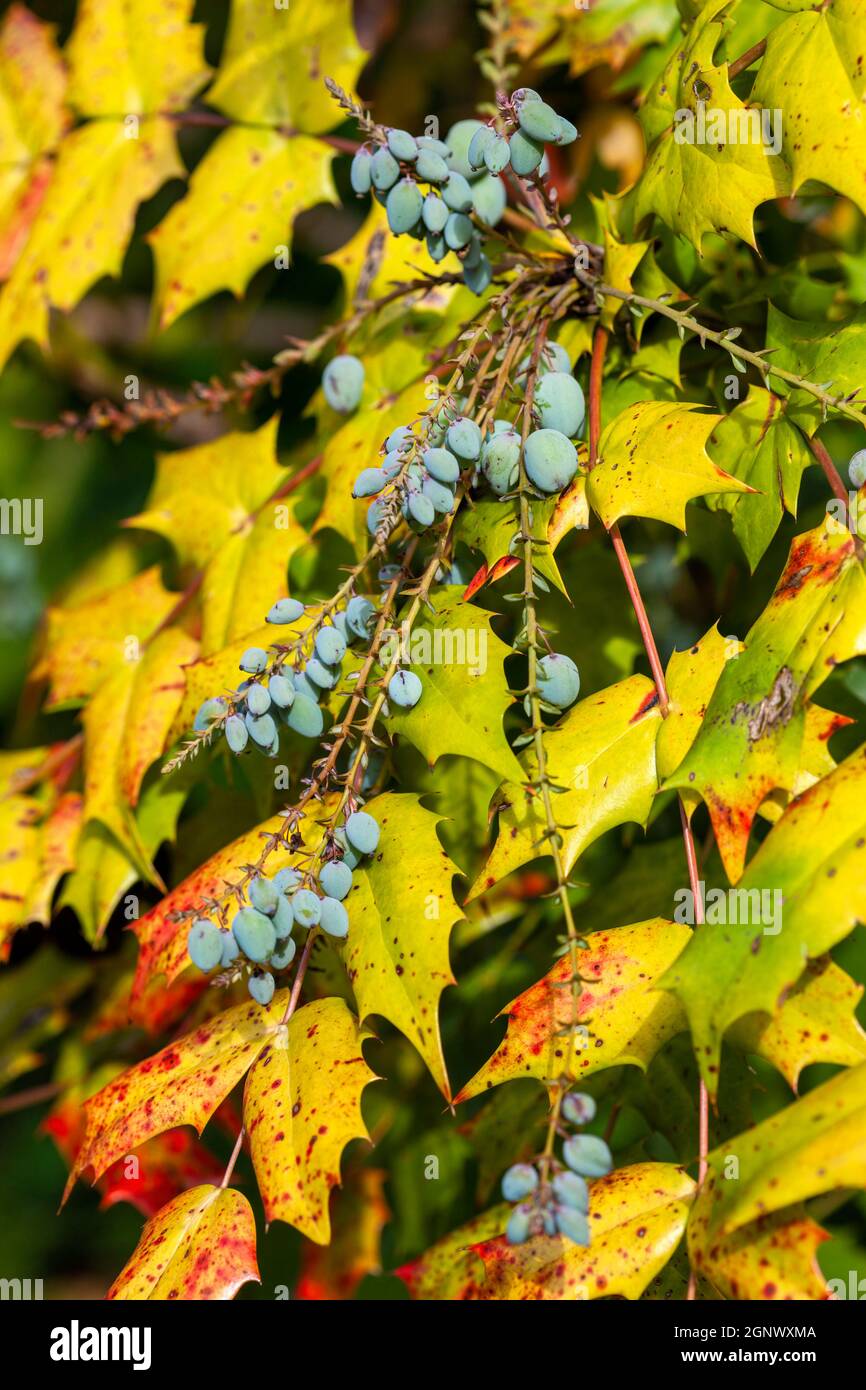 Mahonia Japonica also known as the Oregon grape an evergreen garden shrub native of Asia, stock photo image Stock Photo