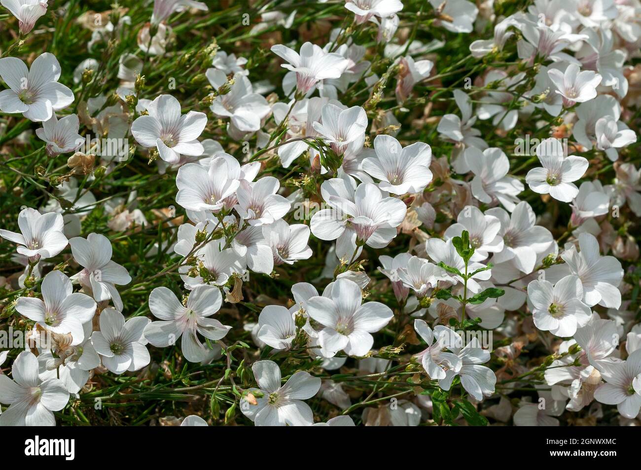 Linum suffruticosum subsp salsoloides a spring summer flowering semi
