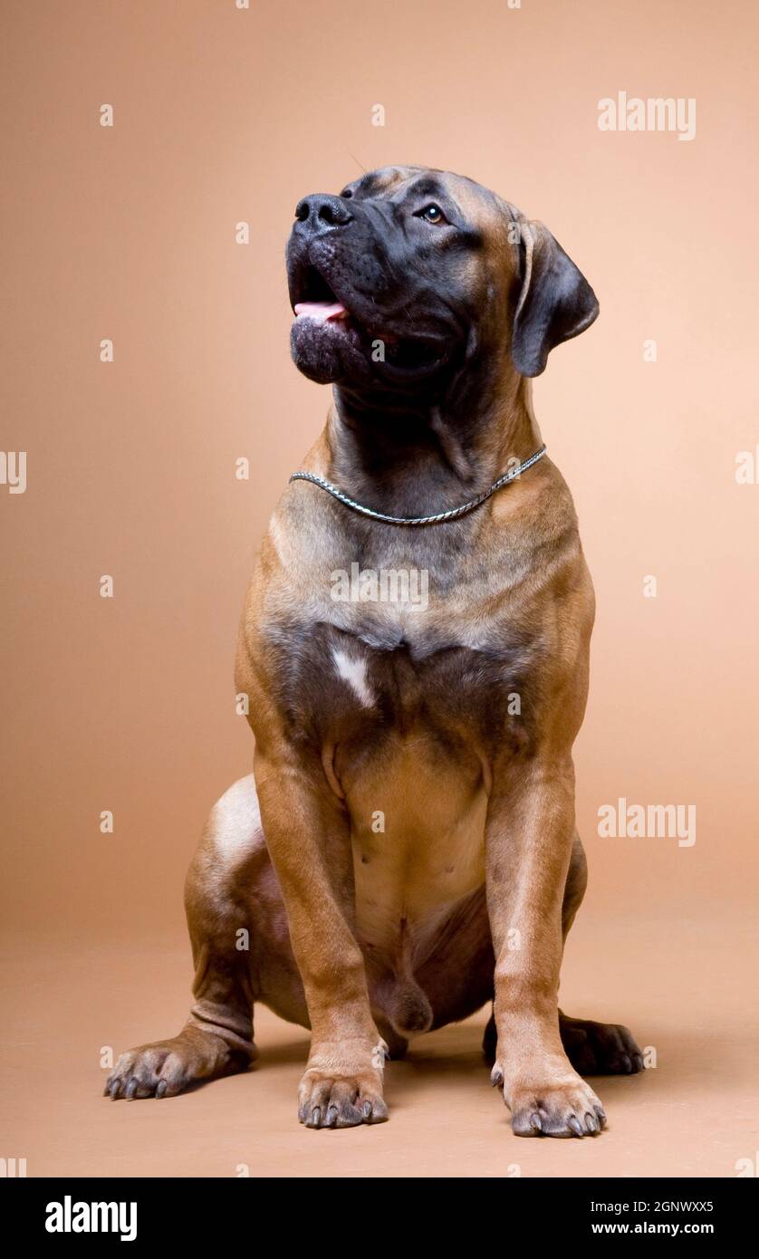 a large red dog of the breed South African boerboel is photographed in a photo studio on a red background Stock Photo