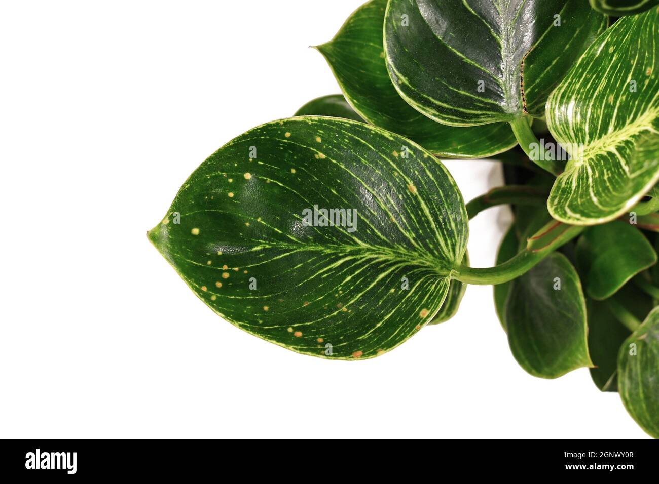 Fungal leaf spot disease on sick Philodendron houseplant Stock Photo