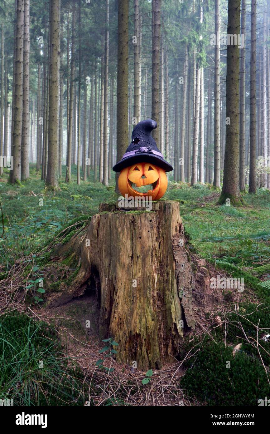 Photo of a halloween pumpkin in the forest with fog on a day Stock ...