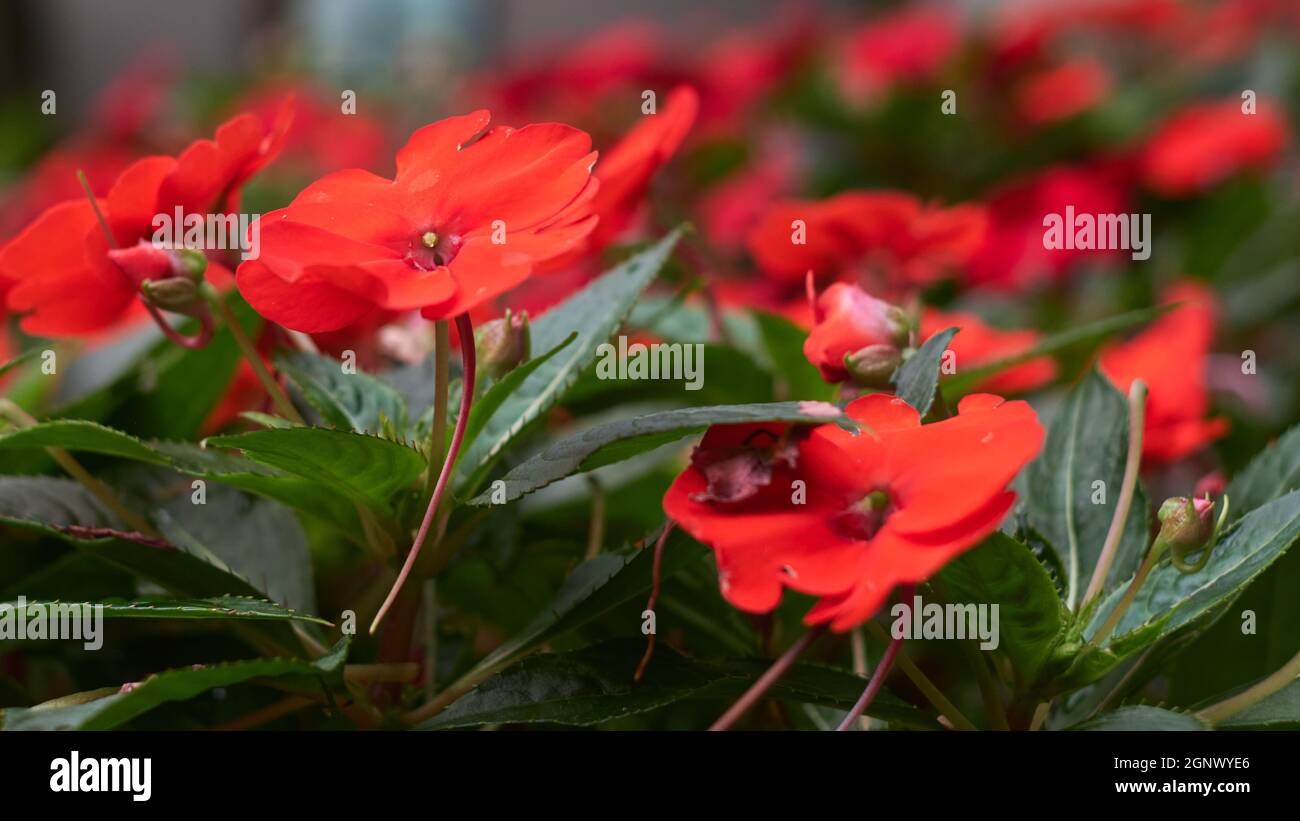 Impatiens walleriana. Red impatiens flower blossom. Macro, close up. Stock Photo
