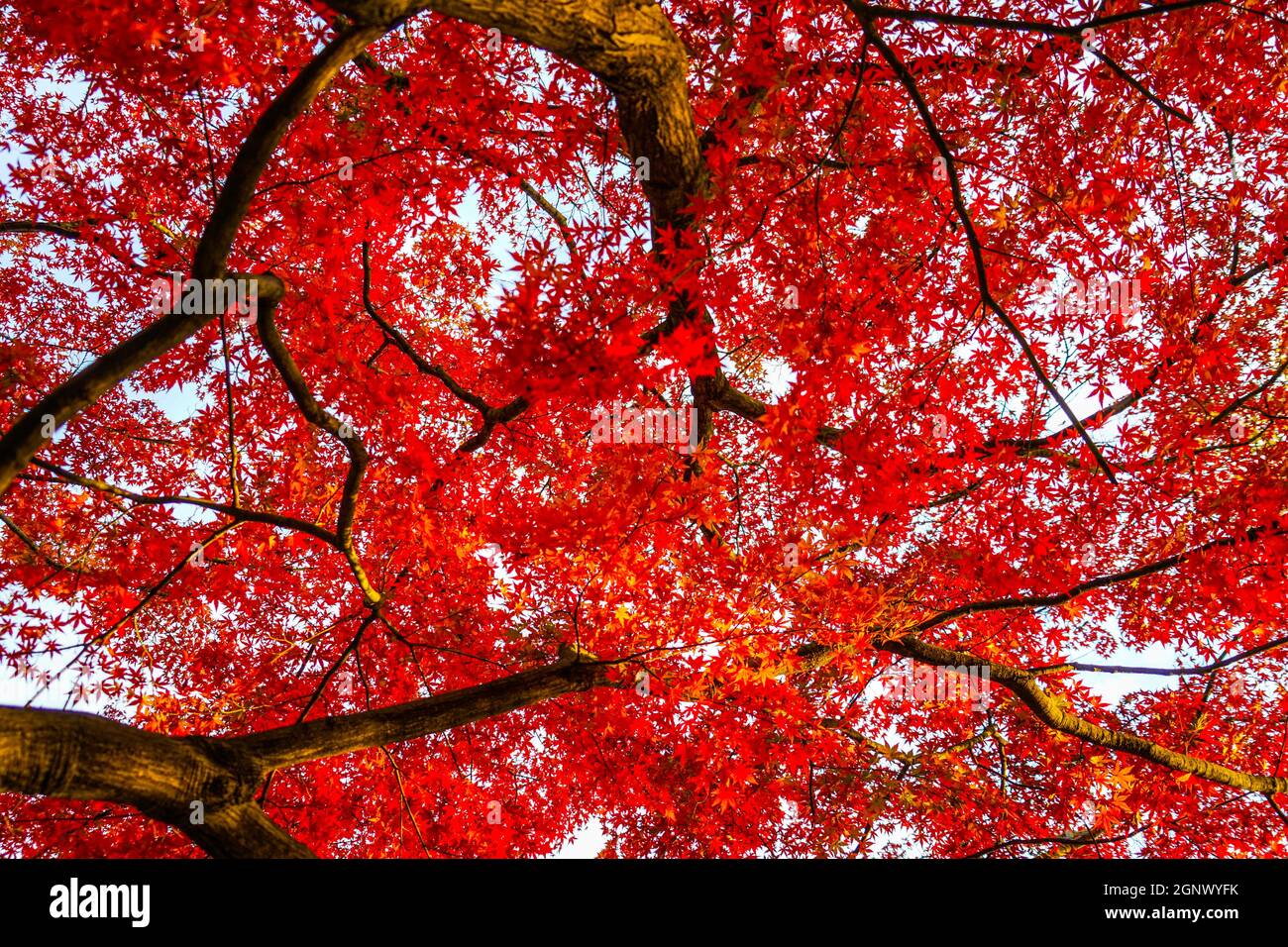 Autumn leaves of Inokashira Park (Inokashira Park). Shooting Location: Musashino-shi, Tokyo Stock Photo