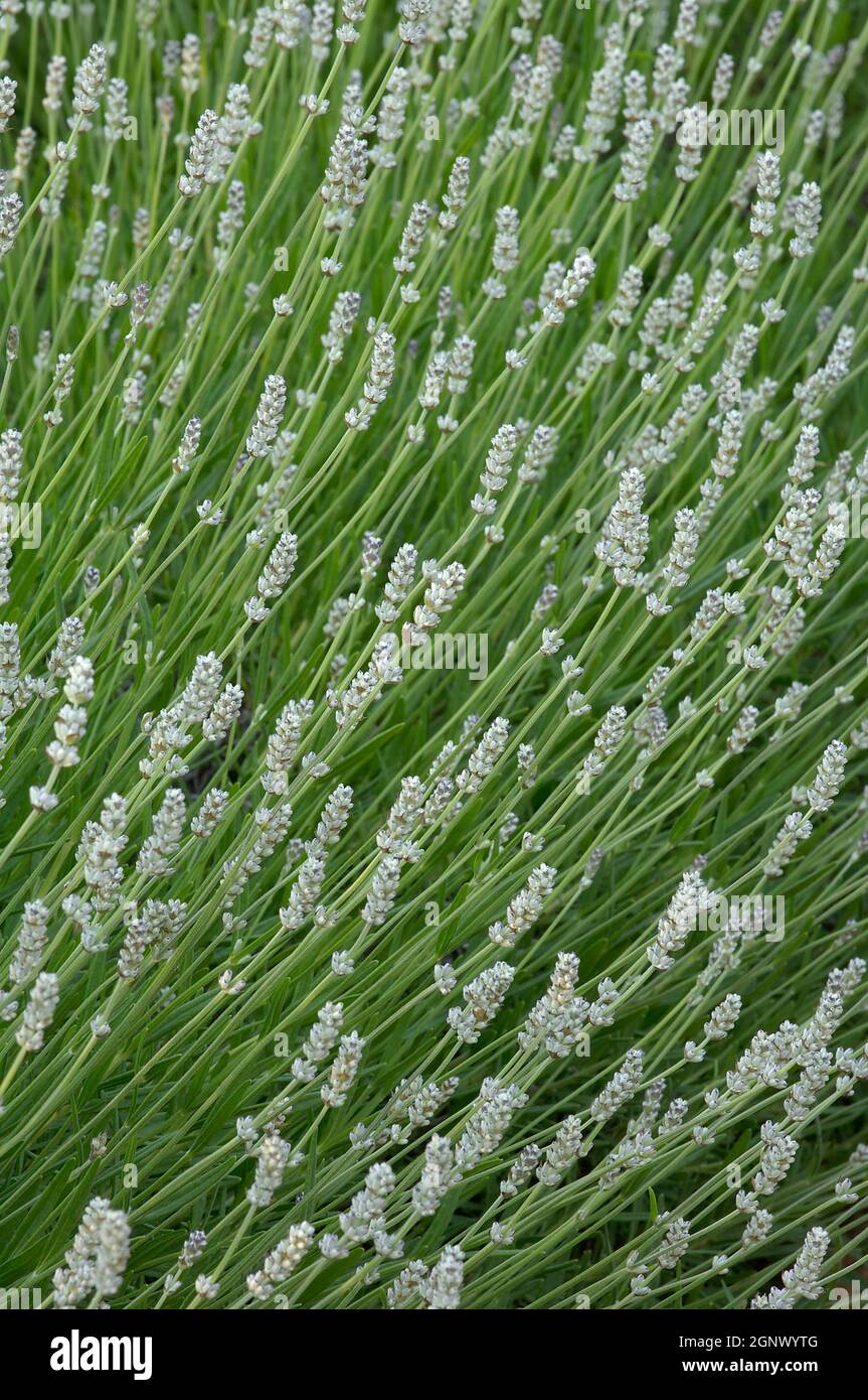 Lavandula intermedia 'Alba', white flowered French Lavender, Credit:Chris L Jones / Avalon Stock Photo