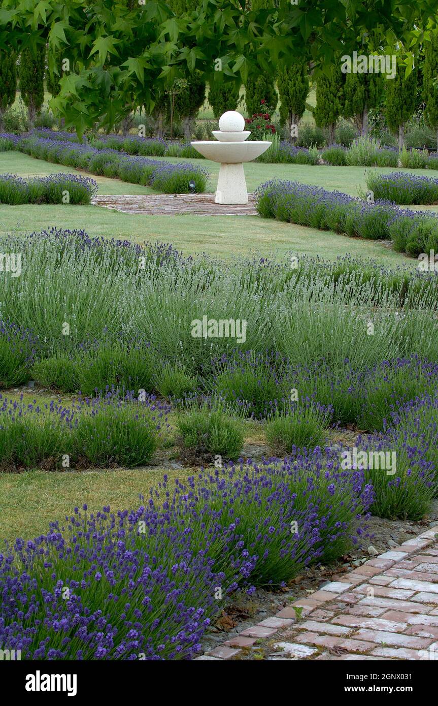 Lavandula angustifolia ,â??Dwarf Blueâ??lavender with white french lavender 'alba', Credit:Chris L Jones / Avalon Stock Photo