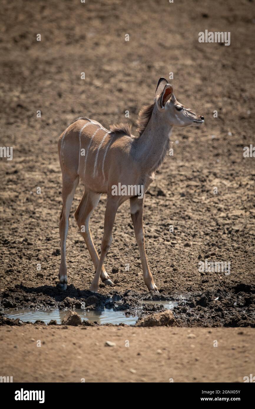 Female greater kudu standing beside muddy waterhole Stock Photo