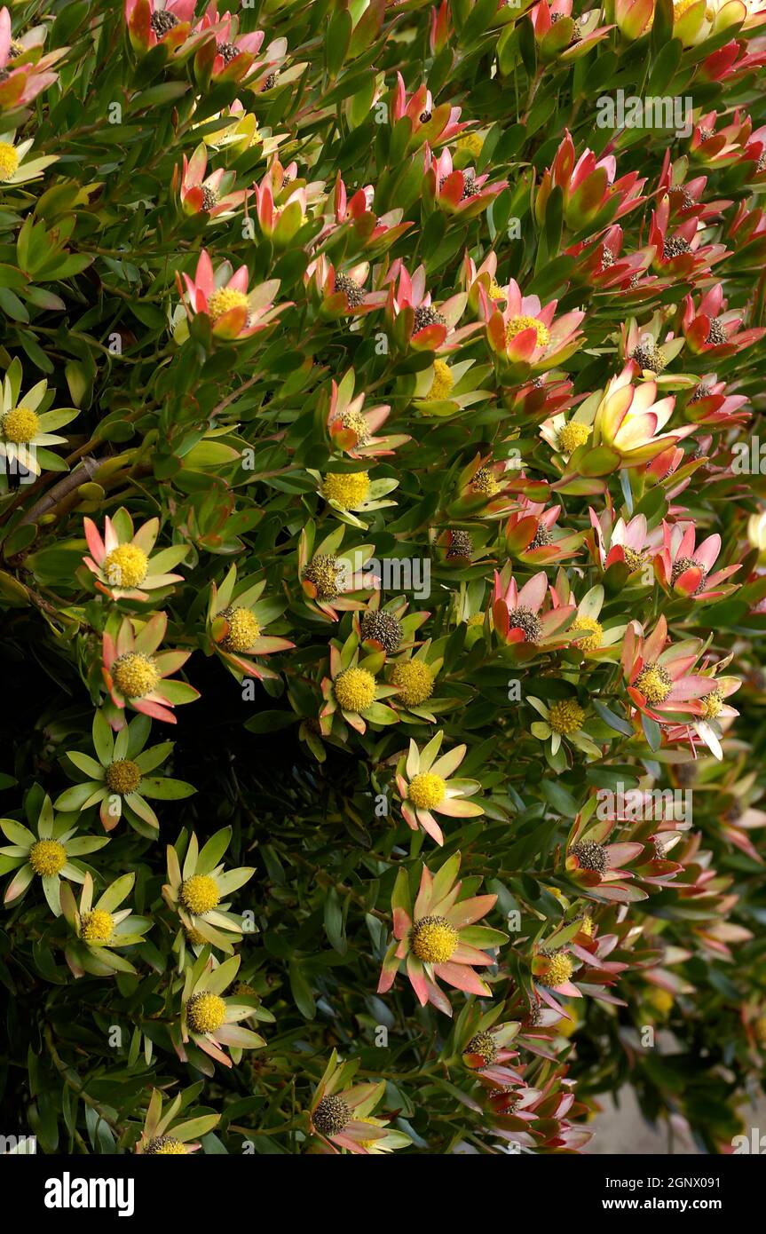 Leucadendron tinctum, Mt Tomah Botanic Garden Blue Mountains, Australia, Credit:Chris L Jones / Avalon Stock Photo