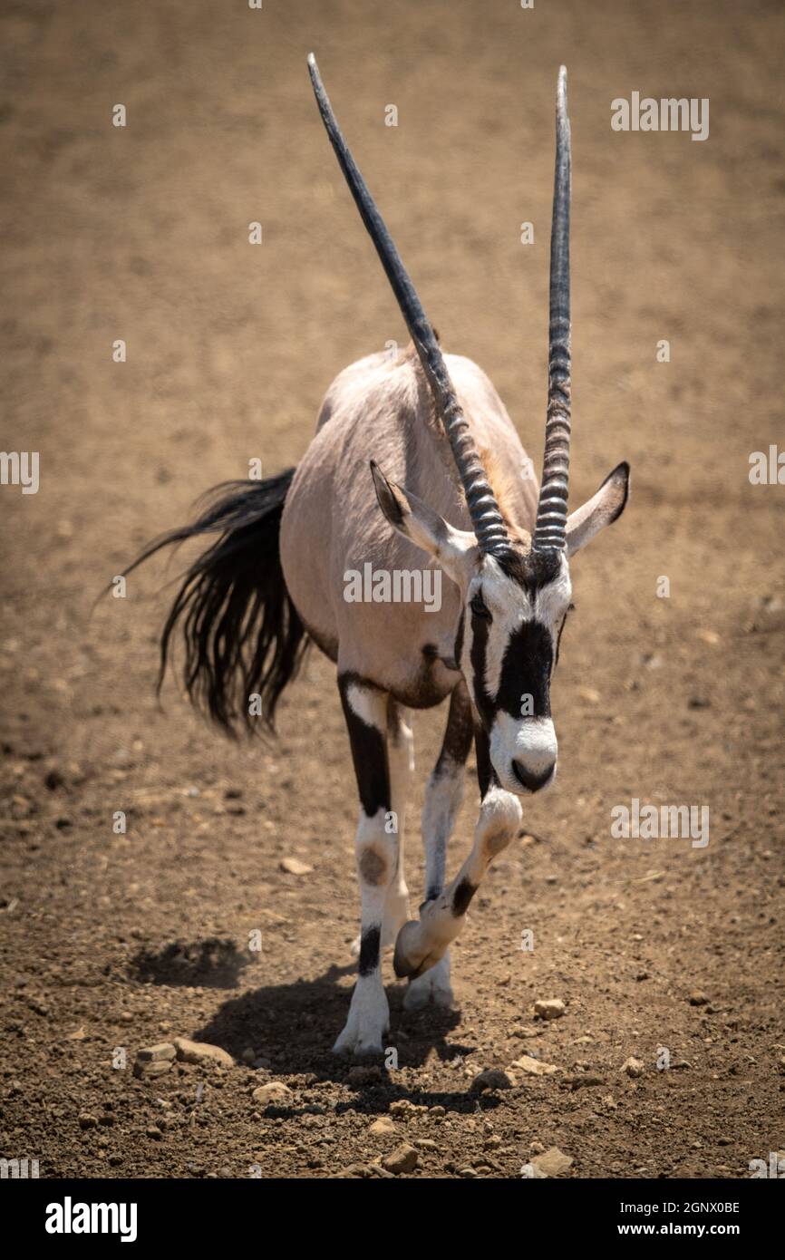 Gemsbok walks across stony ground lifting leg Stock Photo