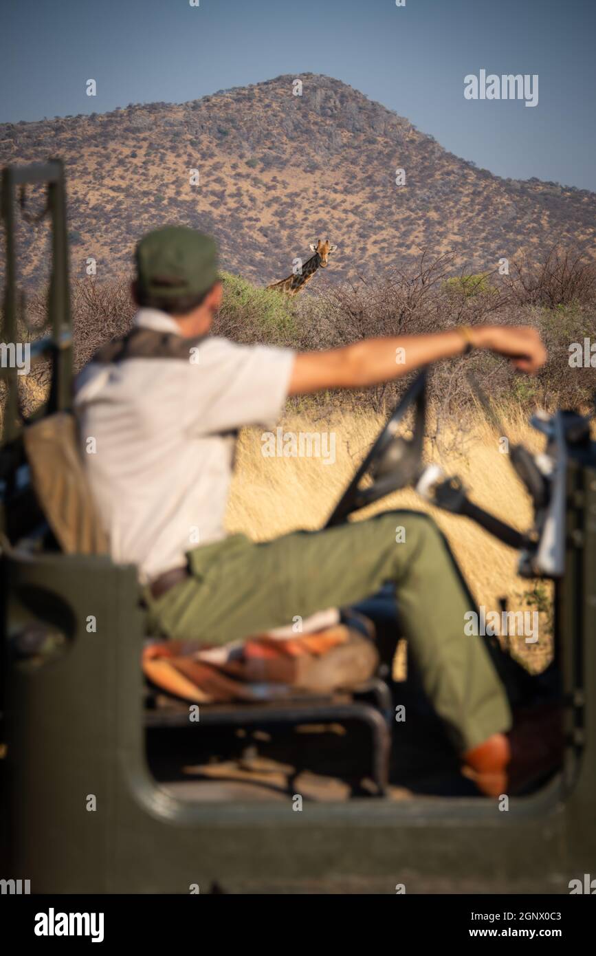 Giraffe watches jeep driver from thick bushes Stock Photo