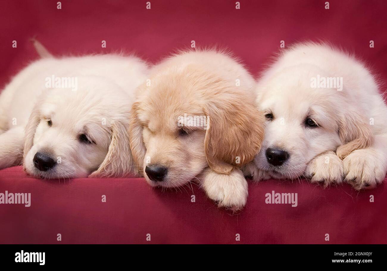 Three little smart puppy of breed Golden Retriever lie on a pink ...