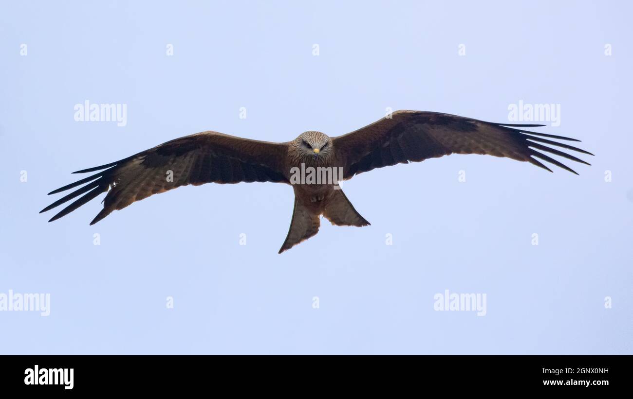 Black kite (Milvus migrans) in flight with wide stretched wings Stock Photo
