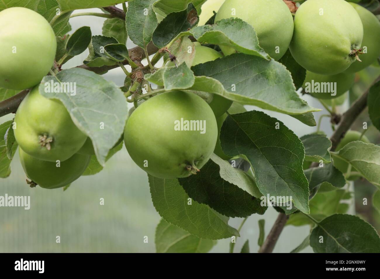 Unripe, green apple fruits on a branch of an apple tree Stock Photo - Alamy