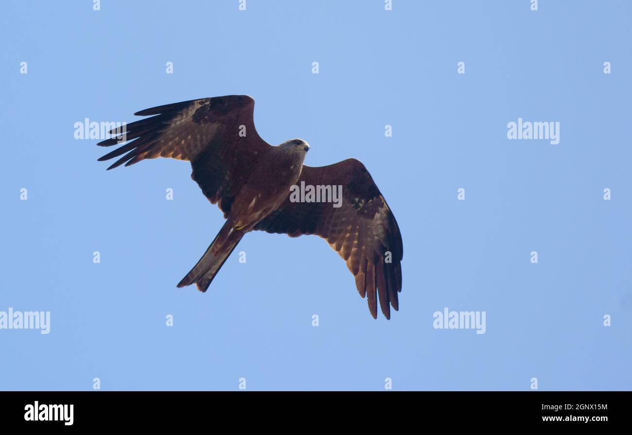 Black kite (Milvus migrans) soars in blue sky Stock Photo