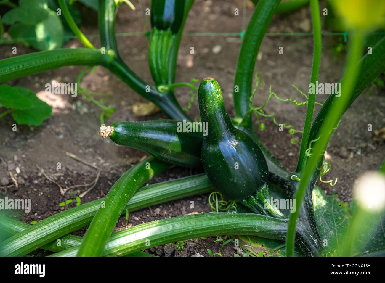 zucchini in the greenhouse for organic farms Stock Photo Alamy