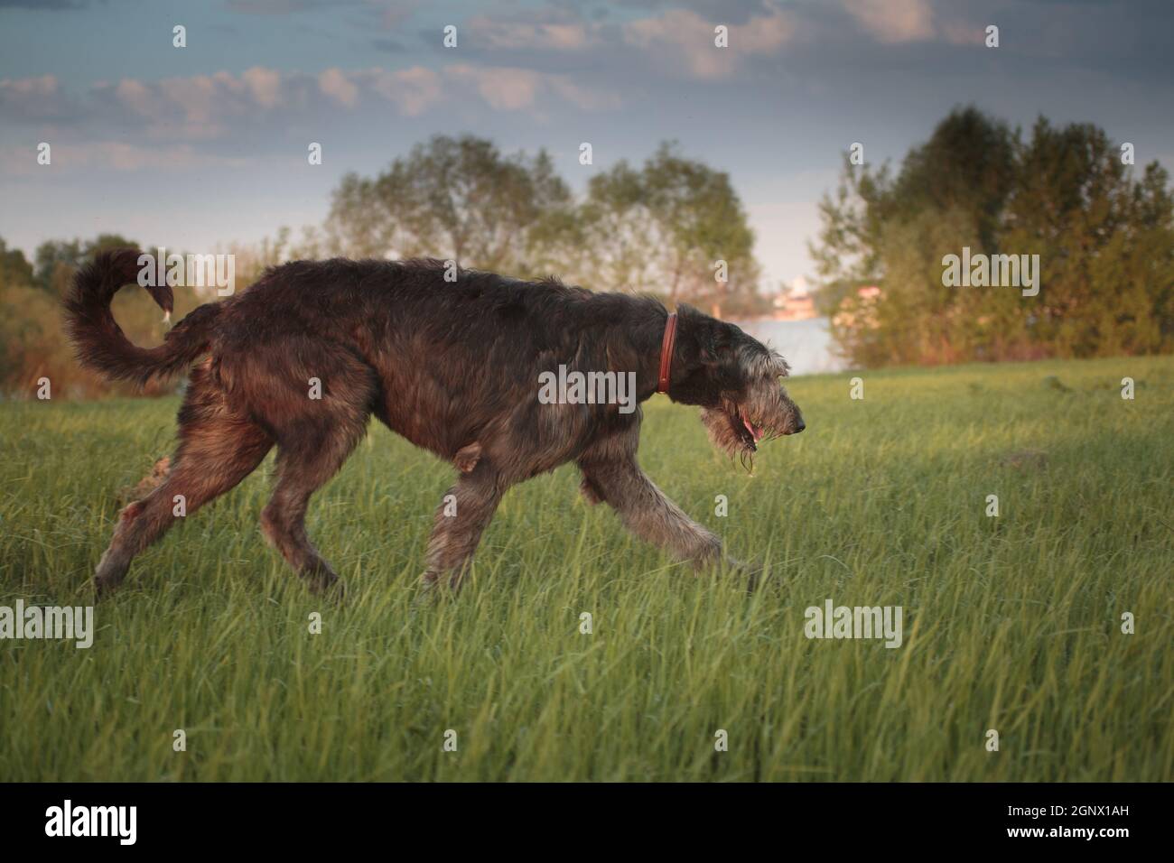 The Irish Wolfhound is a breed of hunting dogs. One of the largest dogs
