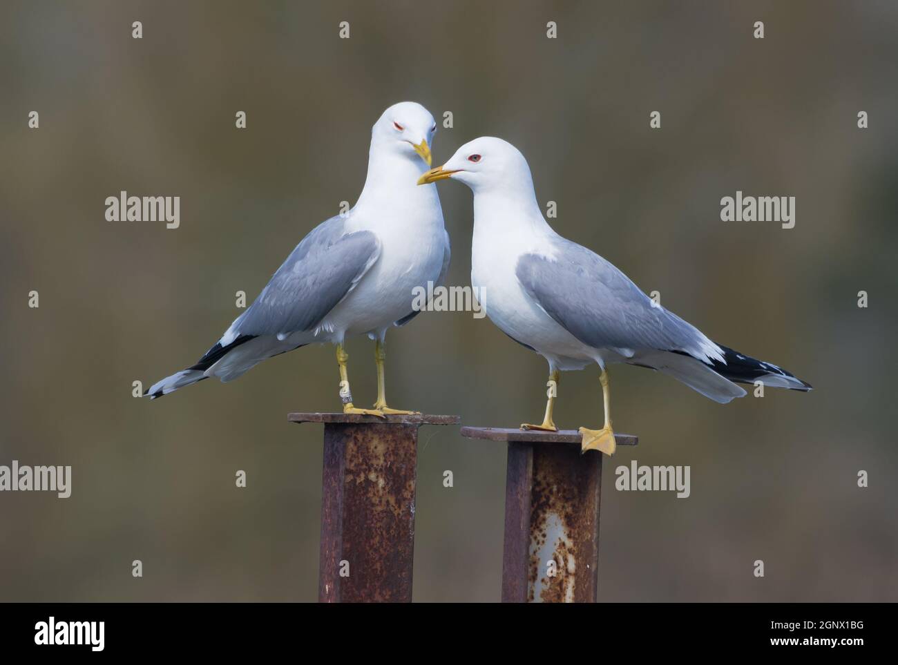 Pair of family of male and female common gulls (Larus canus) caring for each other on the nest territory in breeding season Stock Photo
