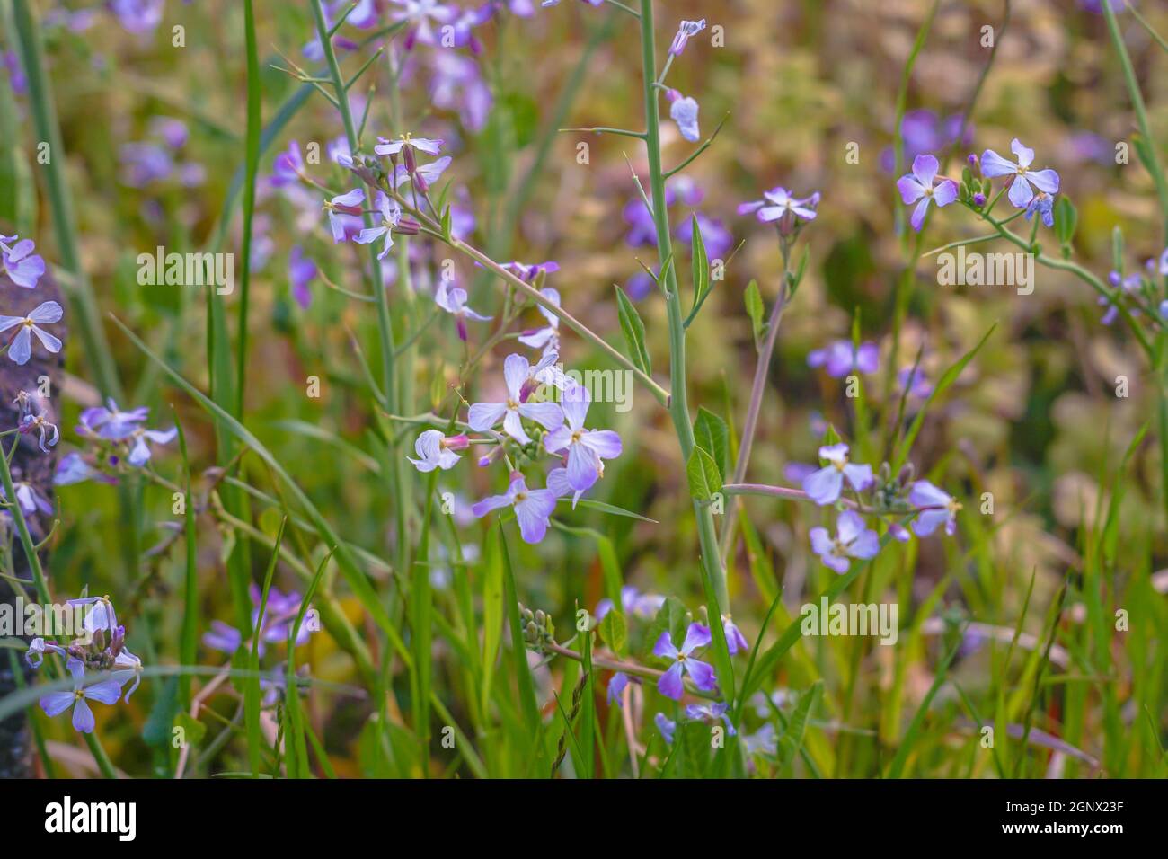 Spring flower garden. Shooting Location Tokyo metropolitan area Stock