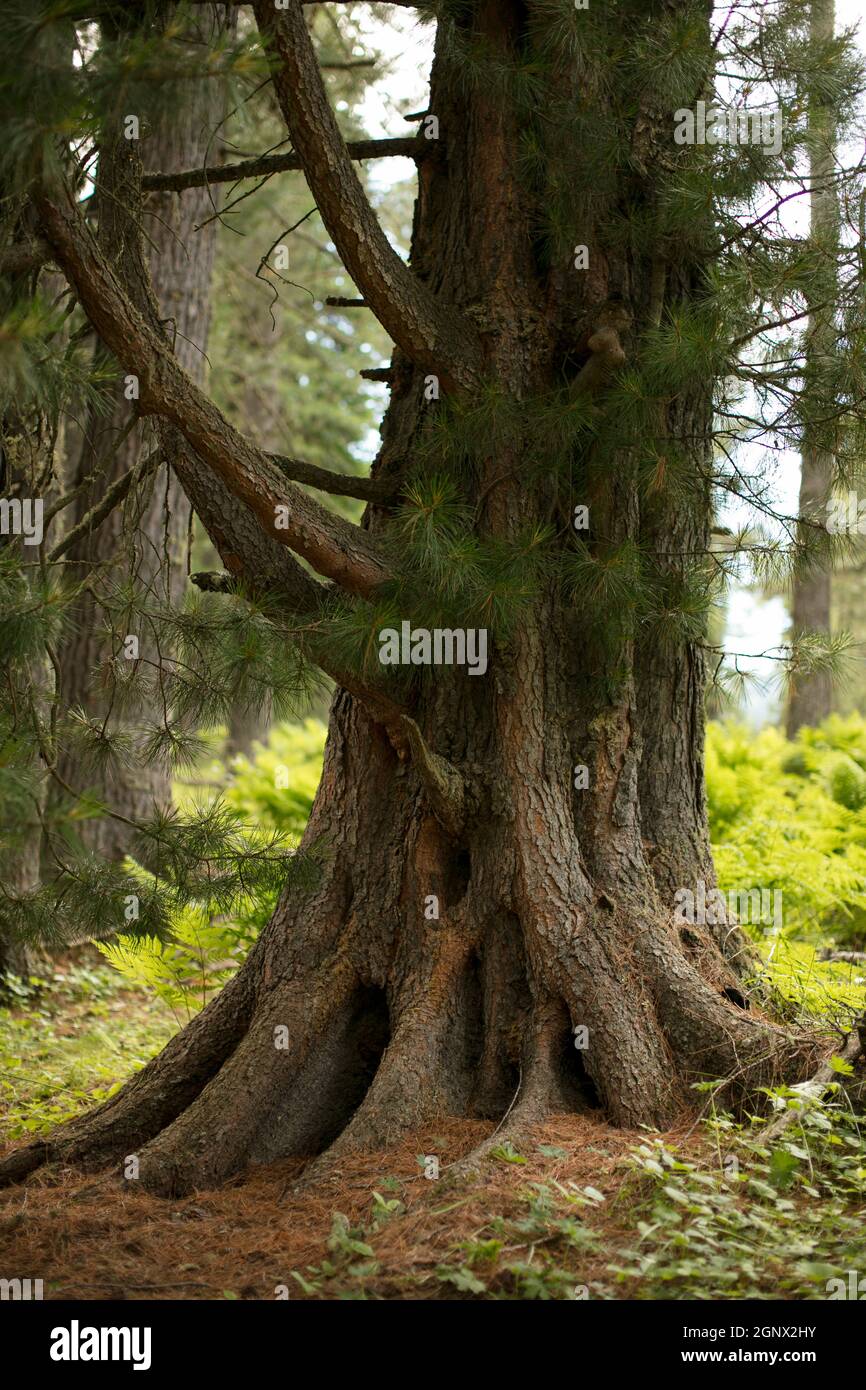 tree roots and green forest Stock Photo - Alamy