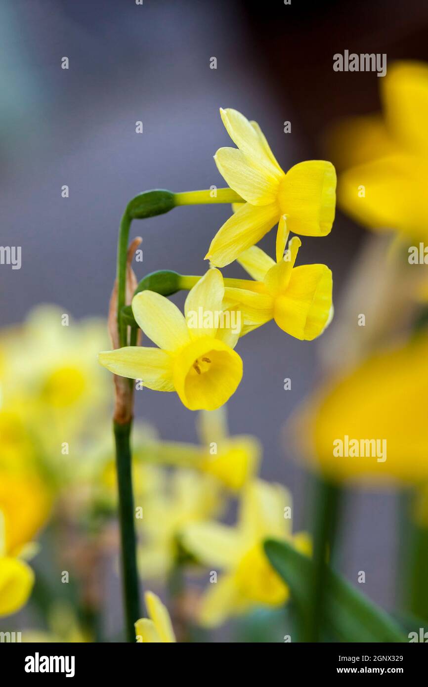 Daffodil (narcissus) 'Angels Whisper' growing outdoors in the spring season Stock Photo