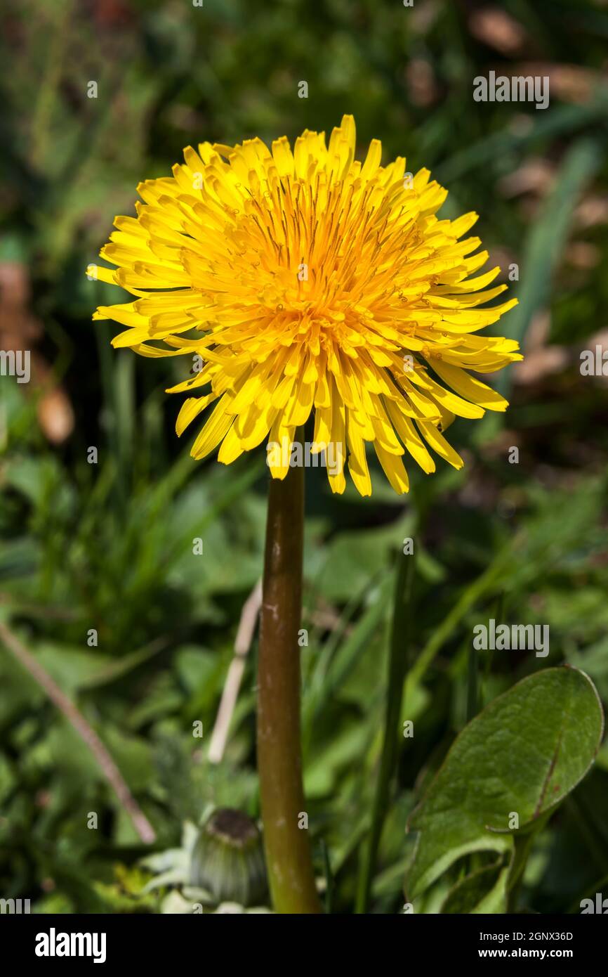 Stubborn Grass Flower at the Backyard — Steemit