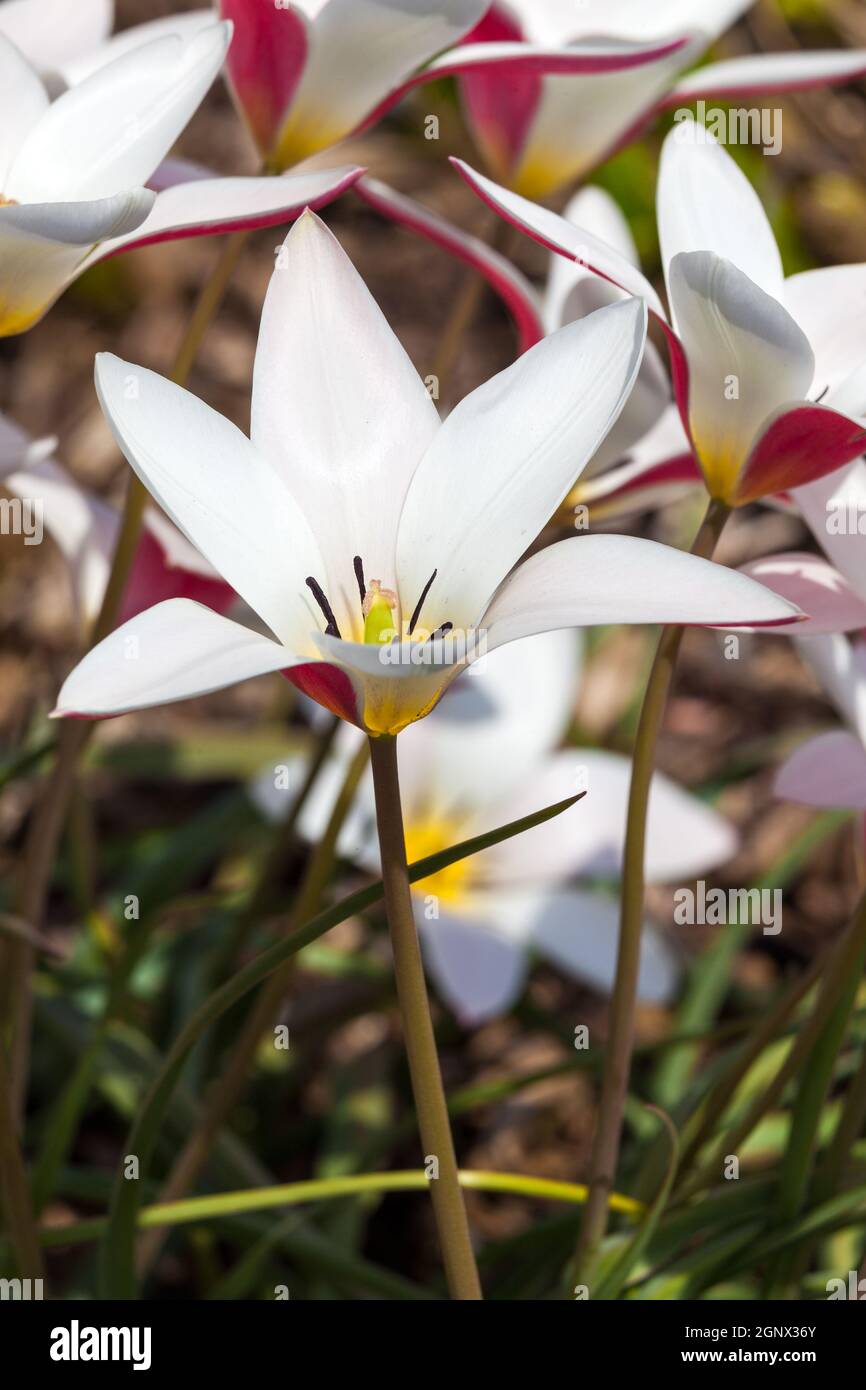 Tulip 'Lady Jane' a spring flowering bulb plant Stock Photo