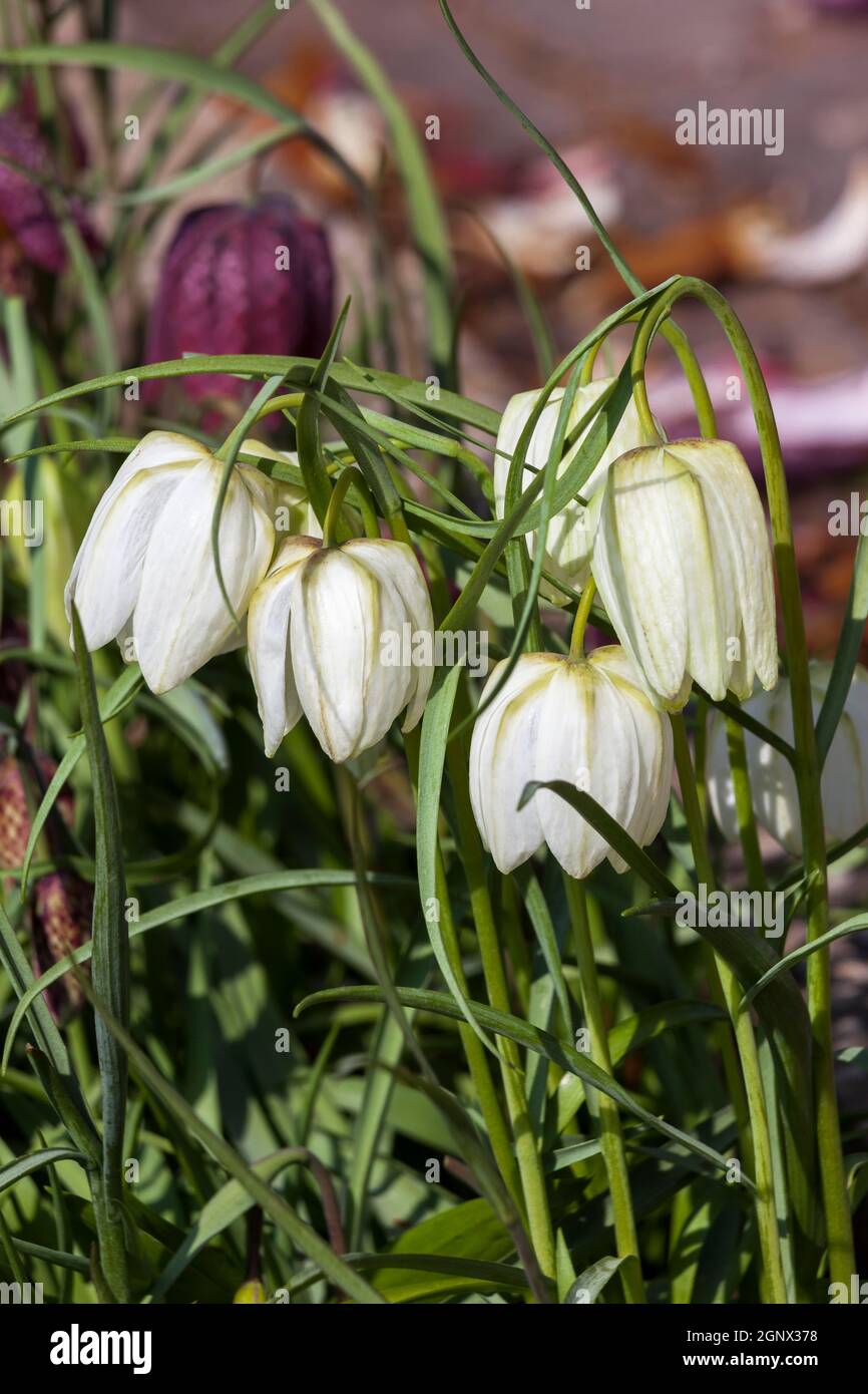 Fritillaria meleagris alba commonly known as snake's head fritillary a ...